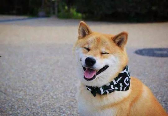 柴犬男星爆料视频大全集,揭秘娱乐圈幕后故事 第1张 柴犬男星爆料视频大全集,揭秘娱乐圈幕后故事 第1张