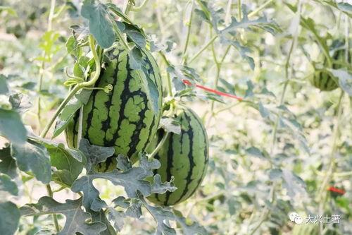 微山吃瓜网红,揭秘网络红人的幕后生活 第3张 微山吃瓜网红,揭秘网络红人的幕后生活 第3张