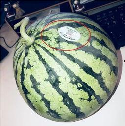 最近网红吃瓜是怎么回事,揭秘近期热门事件背后的真相